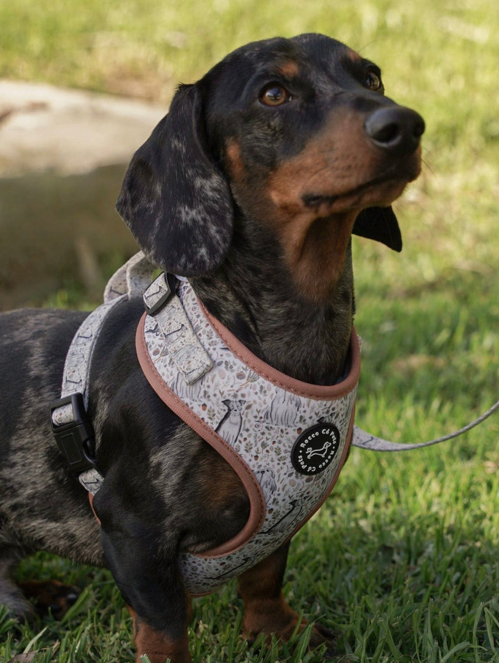 Pack Arnés Invierno - "Estaciones Encantadas"