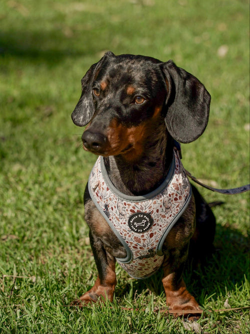 Arnés Ajustable Otoño - "Estaciones Encantadas"