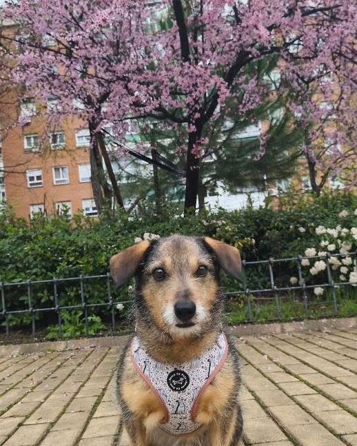 Pack Arnés Invierno - "Estaciones Encantadas"