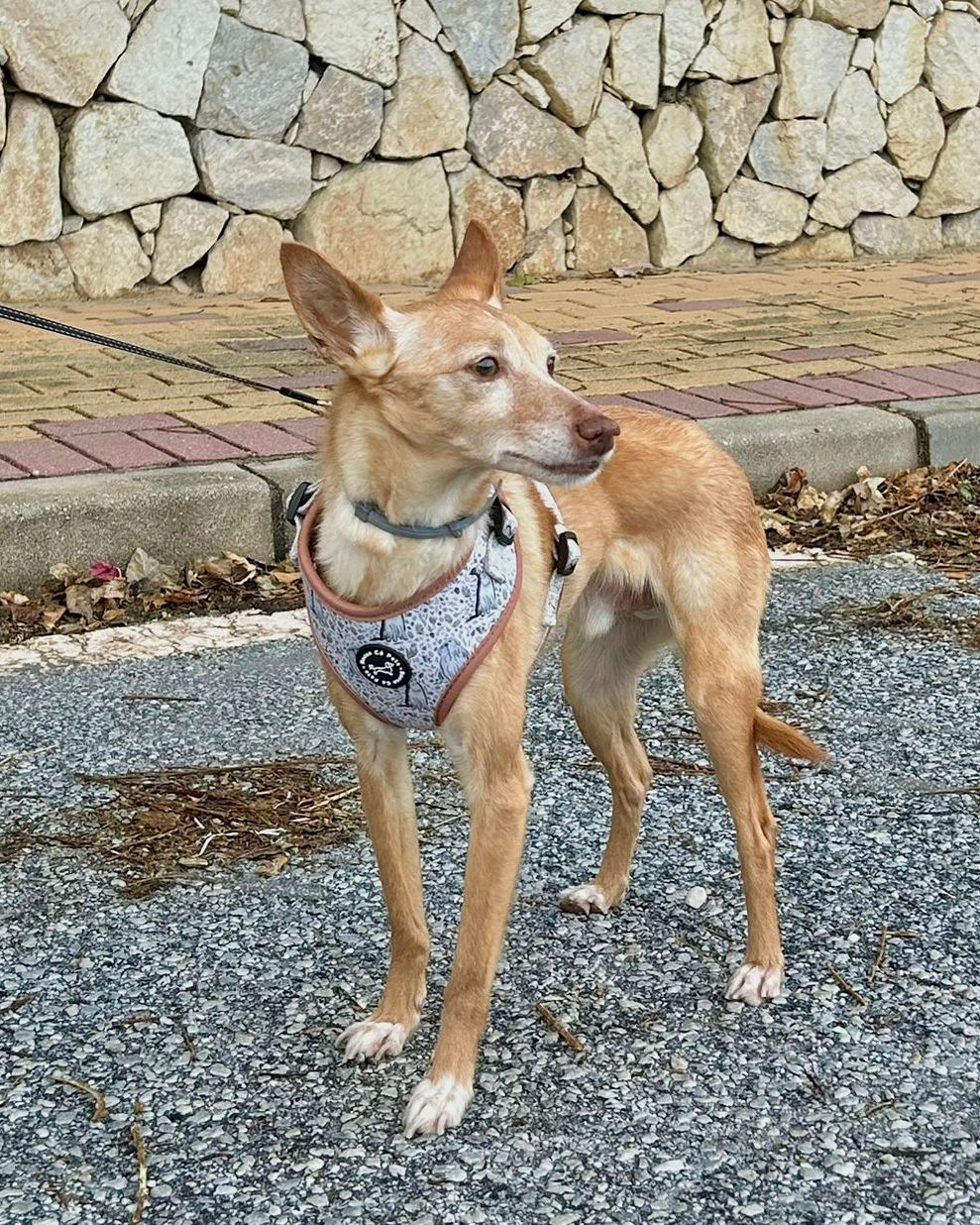 Pack Arnés Invierno - "Estaciones Encantadas"