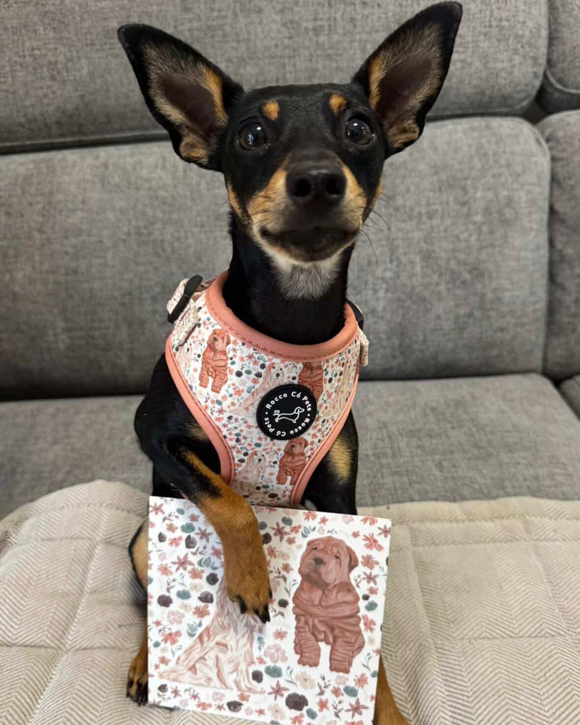 Pack Arnés Primavera - "Estaciones Encantadas"