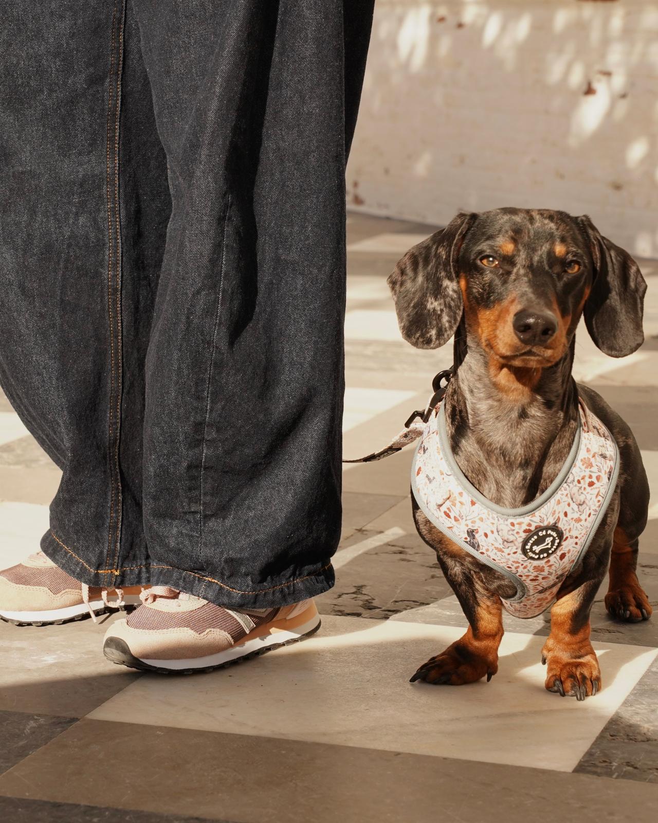 Pack Arnés Otoño - "Estaciones Encantadas"