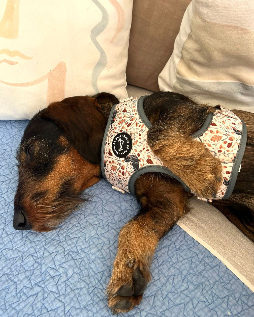 Pack Arnés Otoño - "Estaciones Encantadas"