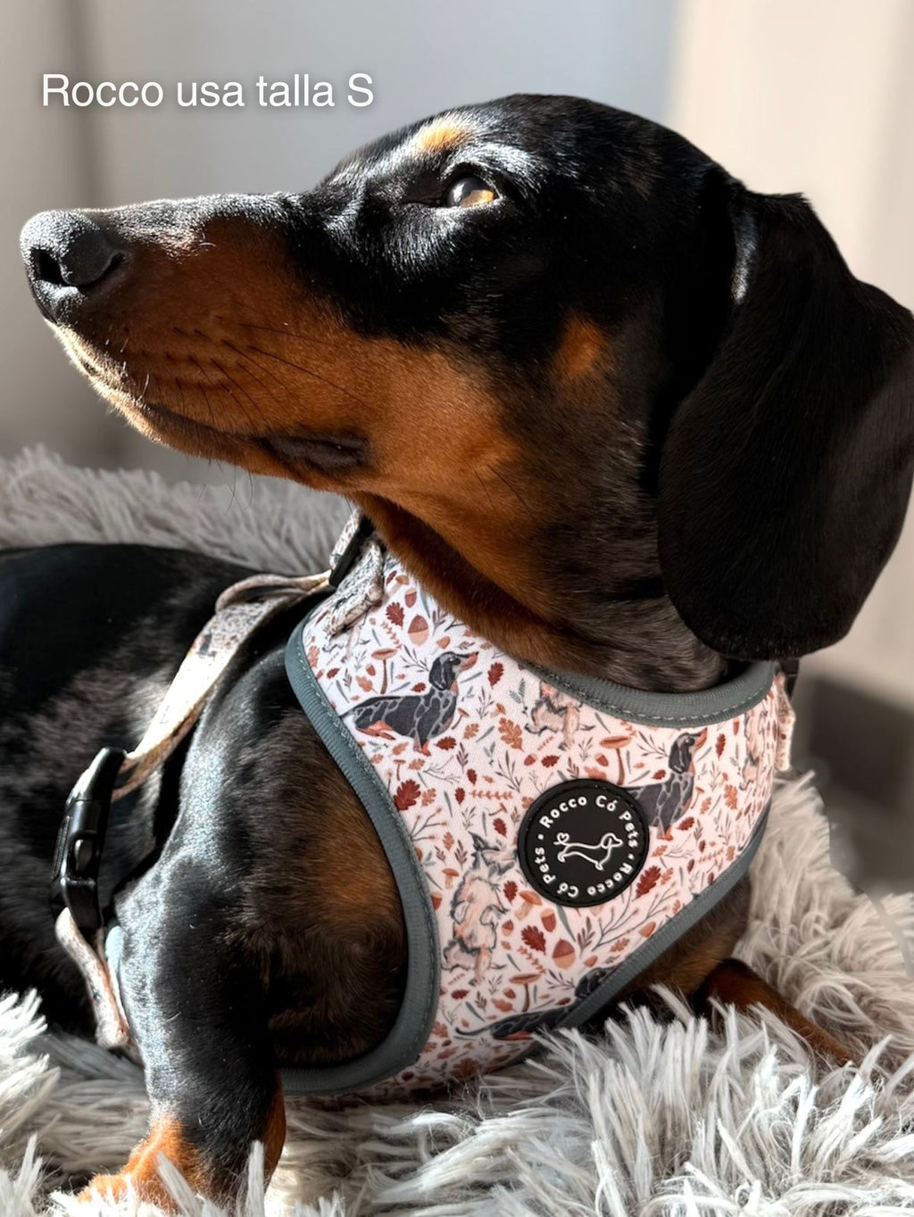 Geschirrpaket Herbst – Rocco & Roberta