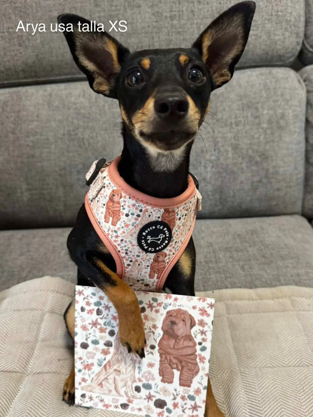 Arnés Ajustable Primavera Rocco Có en perro Arya talla XS