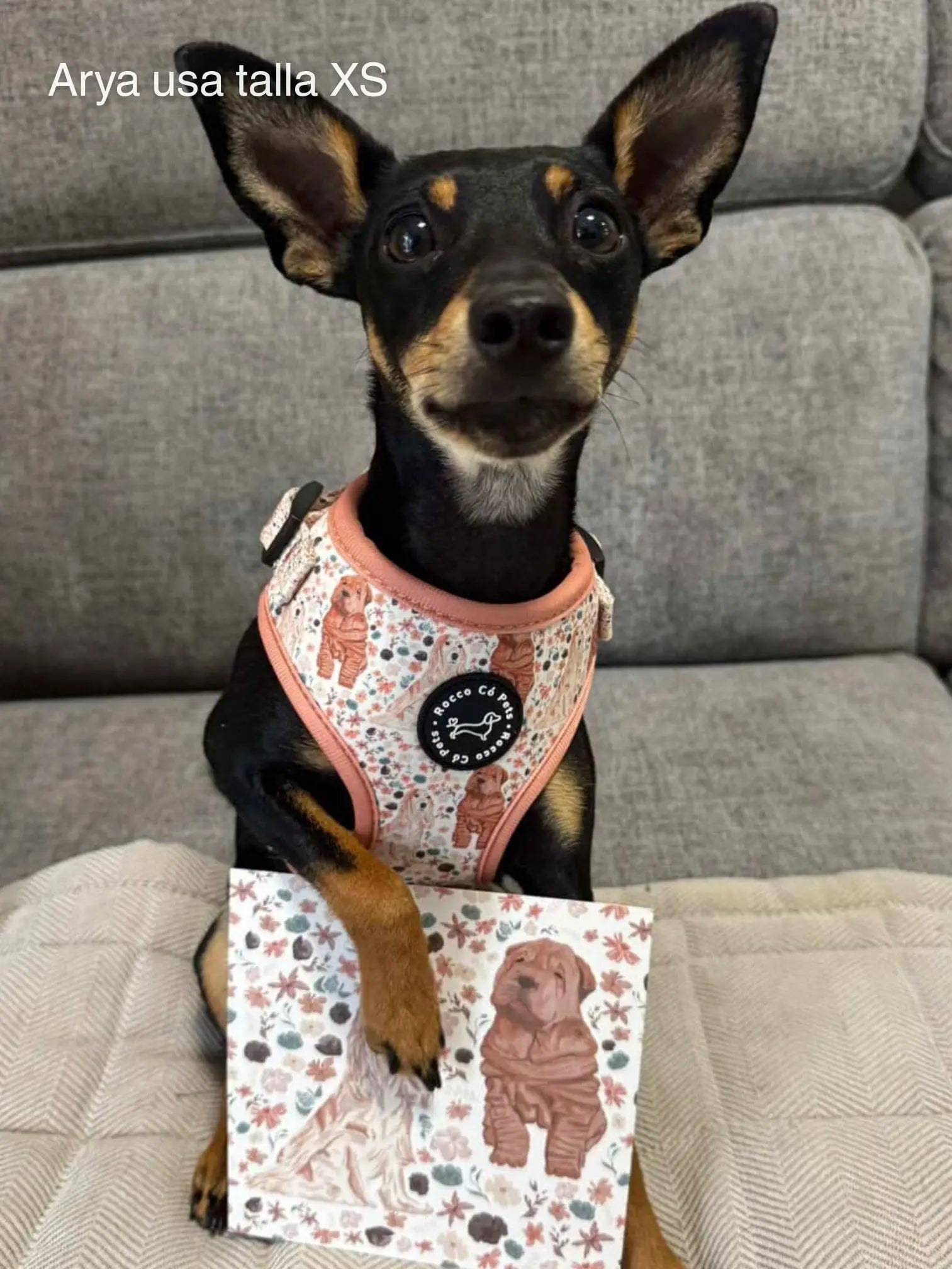 Arnés Ajustable Primavera Rocco Có en perro Arya talla XS