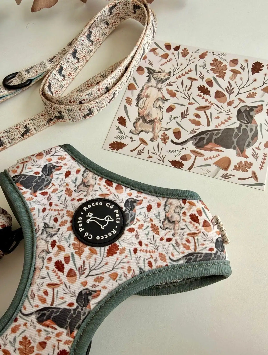 Pack completo arnés y collar Otoño Rocco Có