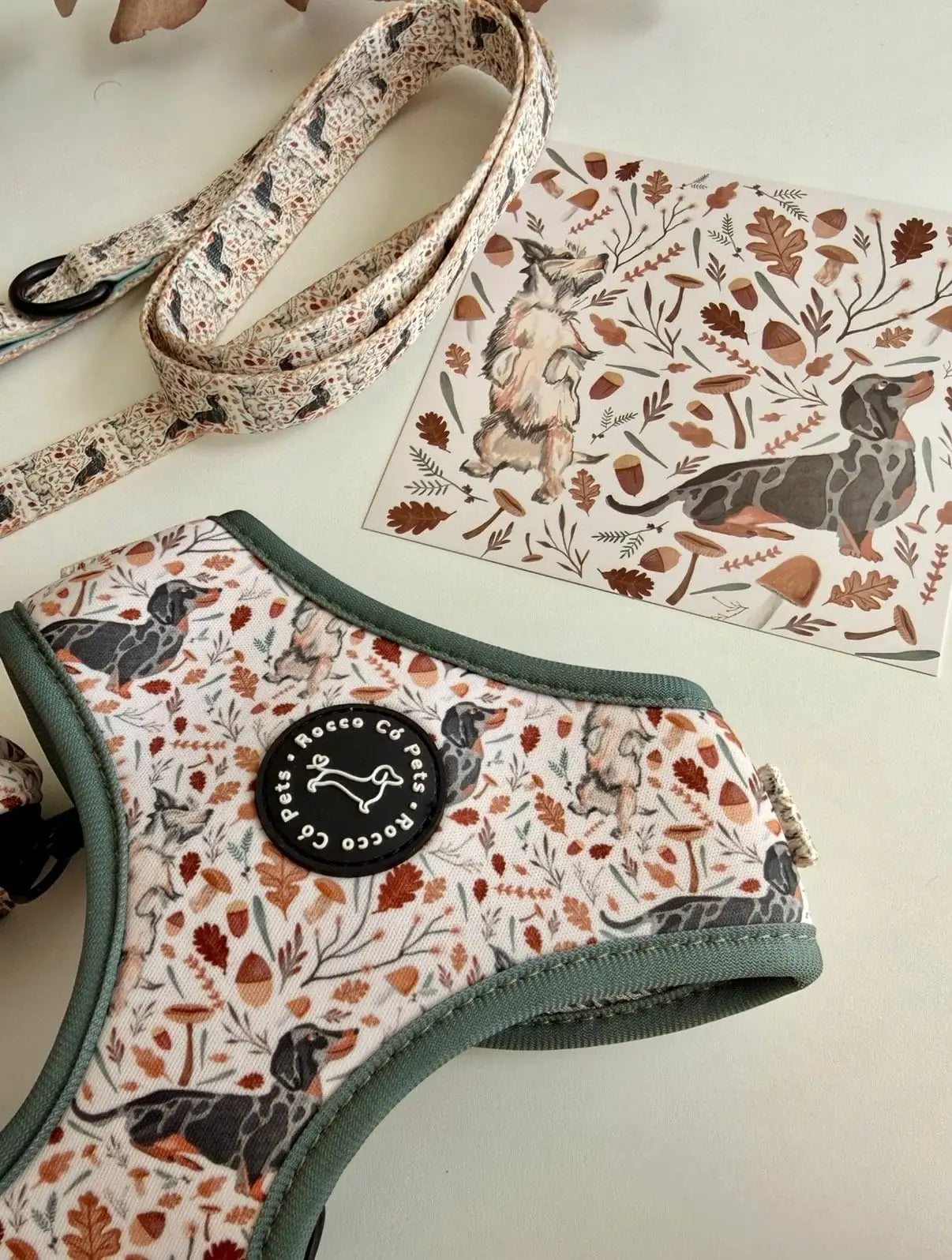 Pack completo arnés y collar Otoño Rocco Có